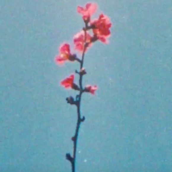 Meet your Posher, Amber - Picture 1 of 1